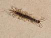 Lithobius sp.